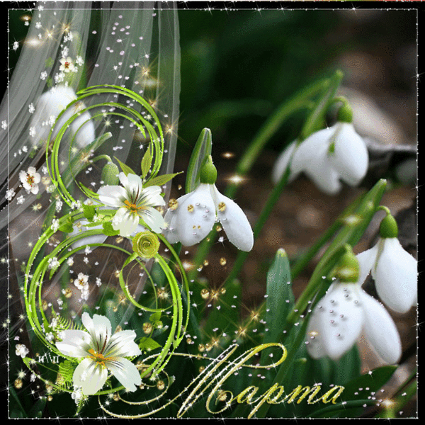 Красивые подснежники к 8 марта, Открытки с поздравлениями Красивые подснежники к 8 марта, С 8 марта